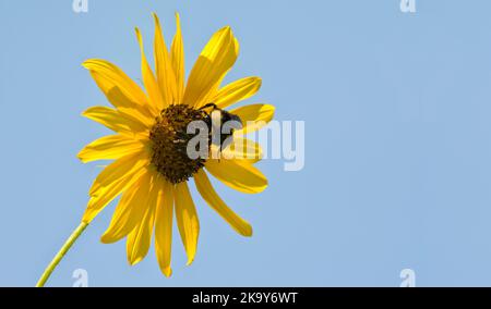 Bumble Bee sur un tournesol contre le ciel bleu Banque D'Images