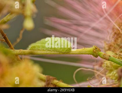 Petite chenille de papillon gris vert sur une tige de fleur d'un arbre de la soie perse, avec fleur rose floue sur le fond Banque D'Images