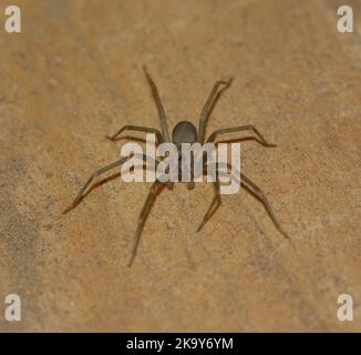 Araignée marron inclinée sur bois clair, vue avant Banque D'Images