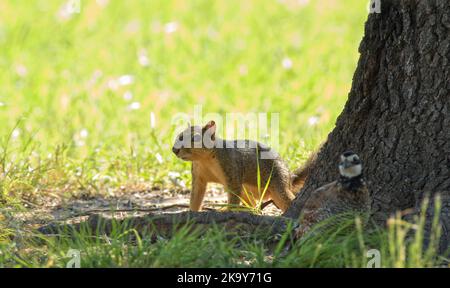 Bel écureuil sur le sol à la base d'un arbre, regardant autour, avec un seau de Bobwhite près de lui Banque D'Images