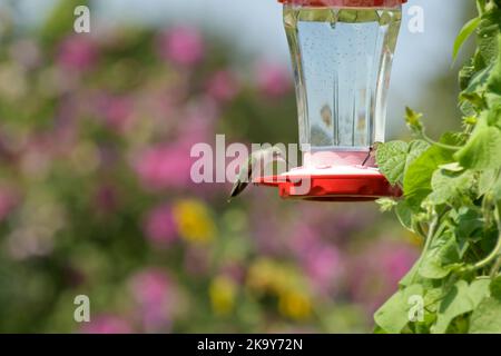 Le nectar de Hummingbird à gorge rubis forme un alimenteur dans le jardin d'été ensoleillé avec fond floral; avec espace de copie Banque D'Images