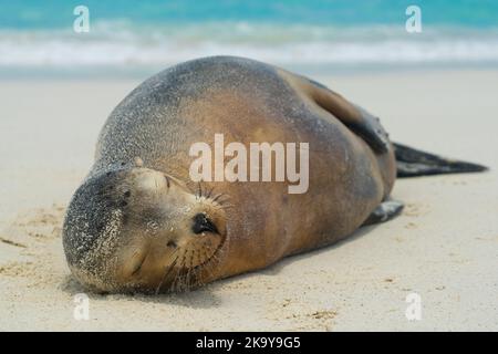 Un lion de mer souriant repose sur la plage sous le soleil de l'après-midi. Banque D'Images