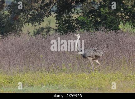 Grand Rhea (Rhea americana) adulte marchant dans la basse végétation Pantanal, Brésil. Juillet Banque D'Images