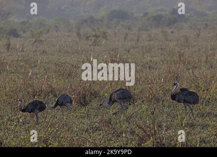 Grand Rhea (Rhea americana) adulte mâle avec des femelles marchant à travers le champ rugueux Pantanal, Brésil. Juillet Banque D'Images