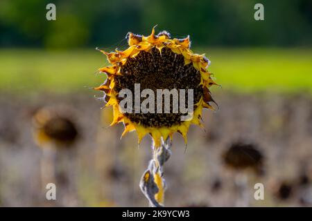 Tournesol sauvage avec champ de tournesol en arrière-plan Banque D'Images