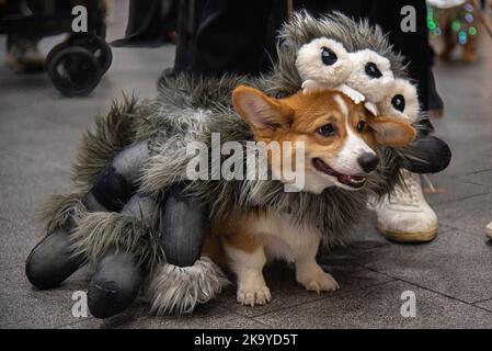 Bangkok, Thaïlande. 30th octobre 2022. Un chien vu vêtu d'un costume pendant le concours de dressage de chiens d'Halloween au Central Eastville à Bangkok. L'événement a eu lieu pour célébrer le festival d'Halloween. Crédit : SOPA Images Limited/Alamy Live News Banque D'Images