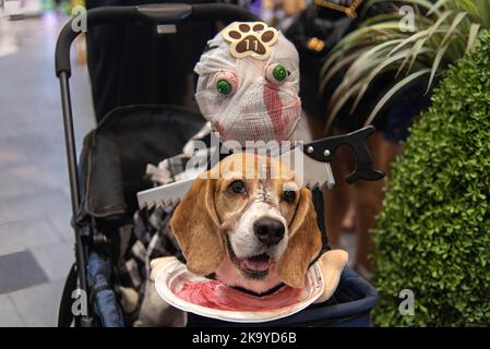 Bangkok, Thaïlande. 30th octobre 2022. Un chien vu vêtu d'un costume pendant le concours de dressage de chiens d'Halloween au Central Eastville à Bangkok. L'événement a eu lieu pour célébrer le festival d'Halloween. Crédit : SOPA Images Limited/Alamy Live News Banque D'Images