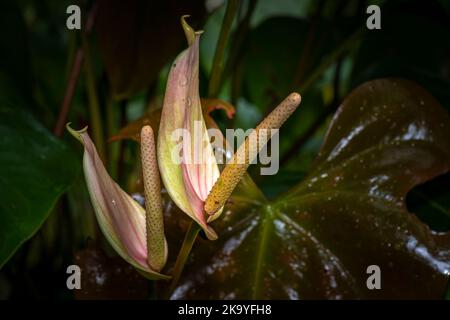 L'Anthurium andraeanum fleurit avec des feuilles et des gouttes de pluie après une douche à effet pluie Banque D'Images