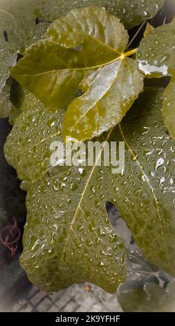 Une feuille de figuier qui a été humidifiée sous la pluie Banque D'Images