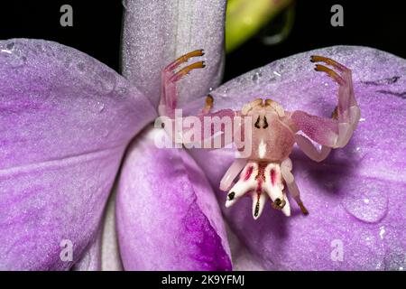 Petit Epicadus-hétérogaster / araignée de crabe sur une fleur d'orchidée de bambou Banque D'Images