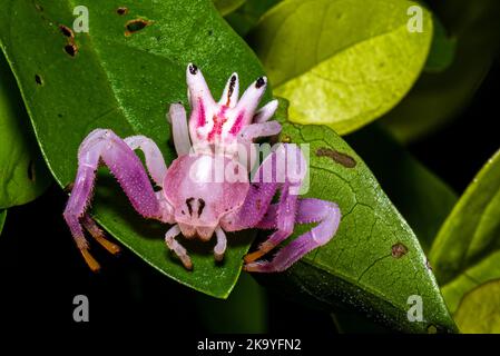 Petite Epicadus-heterogaster / araignée de crabe rose sur une macro-photographie de feuille verte Banque D'Images