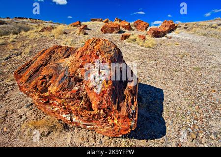 , Le Parc National de la Forêt Pétrifiée, Arizona, USA Banque D'Images