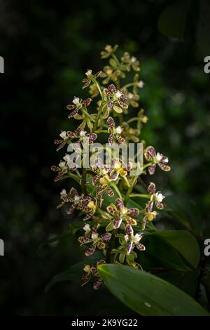 Ennia Vespa – Anacheilium Crassilabium image de fleurs d'orchidées prise dans la forêt nuageuse de Panamas Banque D'Images