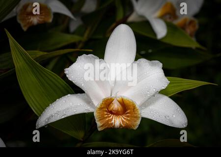 Orchidées sobralia blanches avec fleurs en pleine floraison prises dans la forêt nuageuse de Panamas Banque D'Images