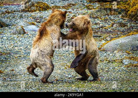 Les petits ours grizzlis se battent le long de la côte à marée basse à Knight Inlet, territoire des Premières nations, Colombie-Britannique, Canada Banque D'Images