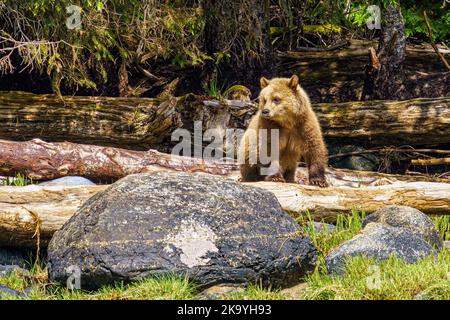 ours grizzli cub, 2nd ans, en bois flotté le long du rivage de Knight Inlet, Knight Inlet, territoire des Premières nations, Territoires traditionnels des Kwakw Banque D'Images