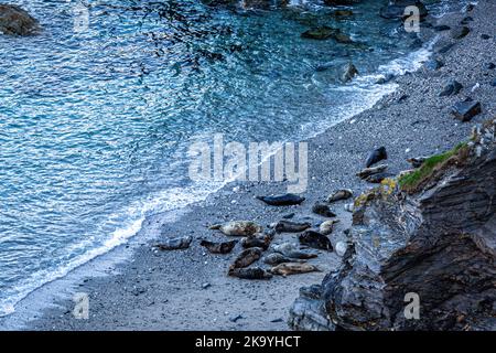 Les phoques se prélassent sur la plage de Mutton Cove, Godrevy, Cornwall Banque D'Images