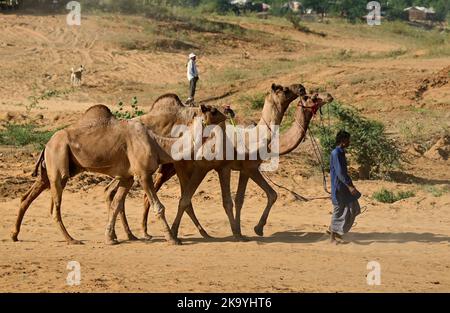 Ajmer, Rajasthan, Inde. 30th octobre 2022. La Foire de Pushkar (Foire de Camel de Pushkar) ou Pushkar Mela, connue localement sous le nom de, est une foire annuelle de cinq jours de chameaux et de bétail qui se tient dans la ville de Pushkar entre les mois d'octobre et novembre. (Credit image: © Shaukat Ahmed/Pacific Press via ZUMA Press Wire) Credit: ZUMA Press, Inc./Alamy Live News Banque D'Images