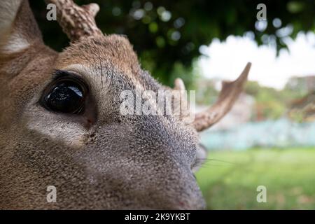 Gros plan sur le visage d'un cerf mâle Banque D'Images