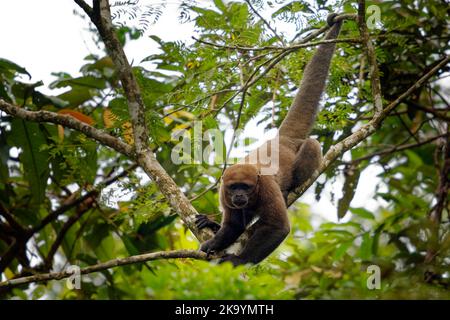 Monkey à cocareux commun ou Brown ou le singe à cocareux de Humboldt (Lagothrix lagothricha) d'Amérique du Sud en Colombie, Equateur, Pérou, Bolivie, Brésil et V. Banque D'Images