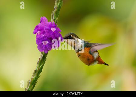 Colibri femelle de la tribu Mellisugini, Trochilinae, colibris d'abeille, oiseau vert à gorge pourpre fr Banque D'Images