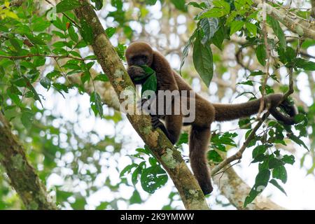 Monkey à cocareux commun ou Brown ou le singe à cocareux de Humboldt (Lagothrix lagothricha) d'Amérique du Sud en Colombie, Equateur, Pérou, Bolivie, Brésil et V. Banque D'Images