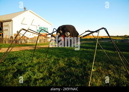 Une grande araignée protège une ferme, où les familles vont cueillir des citrouilles, lors d'une journée d'automne ensoleillée avant Halloween Banque D'Images