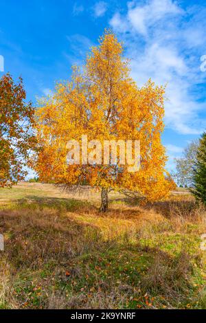 Bouleau solitaire dans les couleurs vives de l'automne Banque D'Images