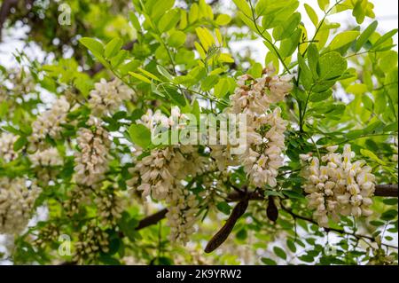Grappes florissant d'acacia. Recueillir le nectar. Branches de criquet noir, Robinia pseudoacacia, fausse acacia. Gros plan, macro. Banque D'Images