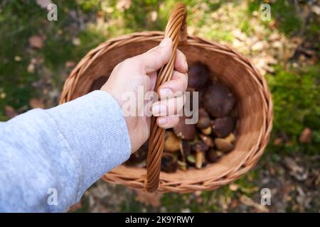 Main tenant un panier avec des champignons sauvages comestibles frais - bolets de pin dans la forêt, vue de dessus Banque D'Images