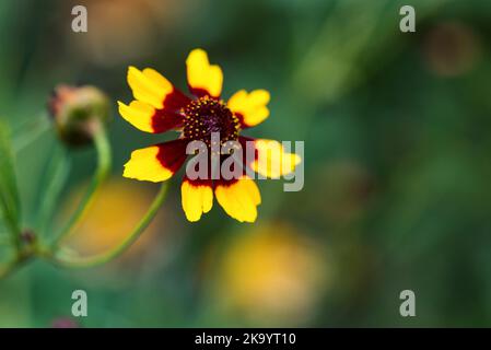 Vue sur la fleur jaune Rudbeckia ou les susans à l'œil noir avec fond vert, photo en gros plan. Banque D'Images