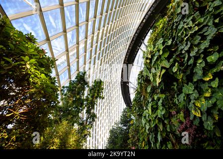 Serre de forêt nuageuse - jardin botanique à Marina Bay, Singapour Banque D'Images