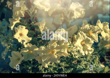 Pétunia atkinsiana hybrida grandiflora fleurs violettes rose vif en fleur, plante à fleurs en balcon, feuilles vertes. Copier l'espace. Banque D'Images
