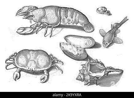 Homard, crabe et coquilles avec inscriptions identifiant les crustacés en latin et en néerlandais Banque D'Images