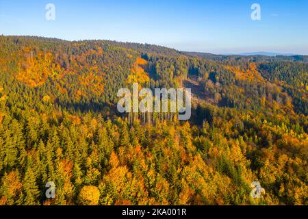 Forêt d'automne colorée des montagnes de Jizera d'en haut Banque D'Images