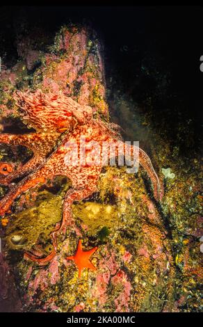 La pulpe géante, Enteroctopus dolfleini, ou la pieuvre géante du Pacifique Nord, de la Colombie-Britannique, Canada. Banque D'Images