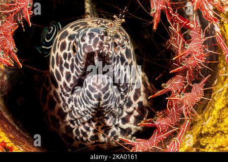 Cette anguille de moray en nid d'abeille, Gymnothorax favagineus, est entourée de crevettes dansantes mâles et femelles, Rhynchocinetes uritai, et a une crevette plus propre, ur Banque D'Images