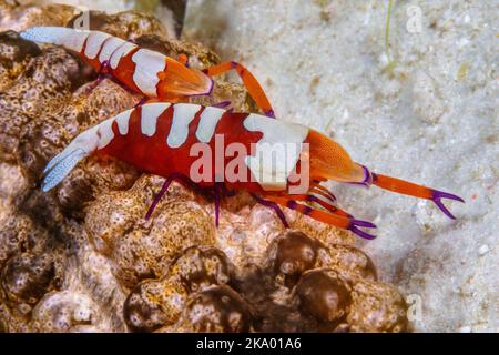 La crevette impériale, Periclemenes imperator, se trouve souvent par paires sur la nudibranche et, comme dans ce cas, sur le concombre de mer long de six pieds, Synapta ma Banque D'Images