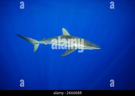 Le requin soyeux, Carcharhinus falciformis, au large de la Grande Île d'Hawaï. Le requin soyeux est l'un des requins les plus abondants trouvés en plein océan, et peut Banque D'Images