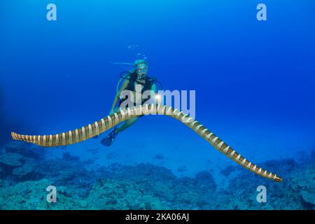 Un plongeur (MR) et un serpent de mer annulé, Hydrophis cyanocinctus, est également connu sous le nom de serpent de mer à bande bleue. Il s'agit d'une espèce de serpent de mer venimeux i Banque D'Images