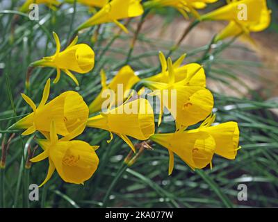Bouquet de fleurs en forme de cône jaune vif de Spring bulbes dans le jardin de Surrey, Angleterre, Royaume-Uni Banque D'Images