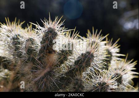 Photo macro d'un cactus Silver Cholla dans le parc national de Joshua Tree, Californie, États-Unis Banque D'Images