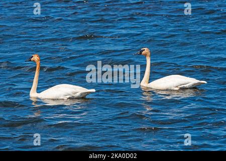 Une paire de cygnes trompettes dans un lac de North Woods dans la réserve naturelle nationale de Seney au Michigan Banque D'Images