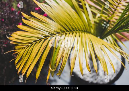 Gros plan de Majesty Palm frond (Ravenea rivularis) sous la lumière du soleil tourné à faible profondeur de champ Banque D'Images