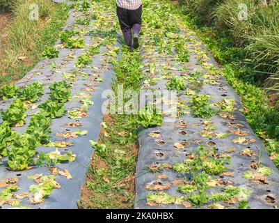 Les pénuries alimentaires mondiales augmentent en raison du choc de la guerre en Ukraine, du changement climatique et de la hausse de l'inflation. Banque D'Images