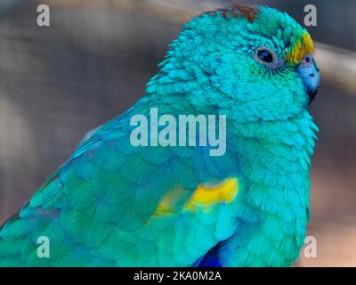 Un portrait en gros plan d'un merveilleux perroquet Mulga mâle éblouissant avec un plumage éclatant et lumineux. Banque D'Images