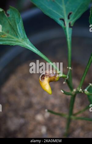 gros plan de la plante de piment fruit endommagé ou mangé par des insectes ou des ravageurs et des feuilles avec des trous, foyer sélectif avec espace de copie Banque D'Images