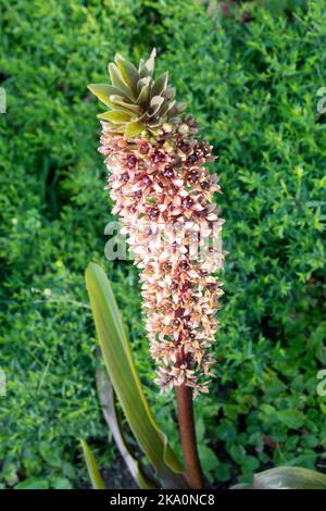 Lily ananas, Eucomis comosa, Fleur, Rosy mousseux Eucomis comosa Banque D'Images