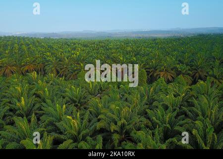 Vue aérienne de la plantation de palmiers verts au lever du soleil Banque D'Images