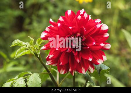 Gros plan sur des montagnes rouges en fleurs dans le jardin Banque D'Images